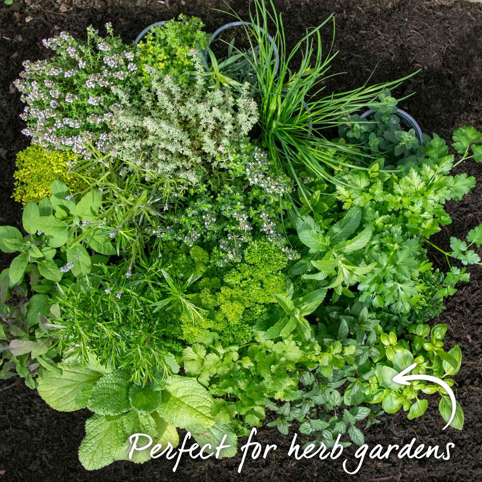 Basil 'sweet Italian' | 1 x 1L | Green