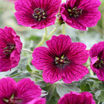 Geranium Cinereum ‘jolly Jewel’  Collection - 9cm Pots | 3 x 9cm | Multi