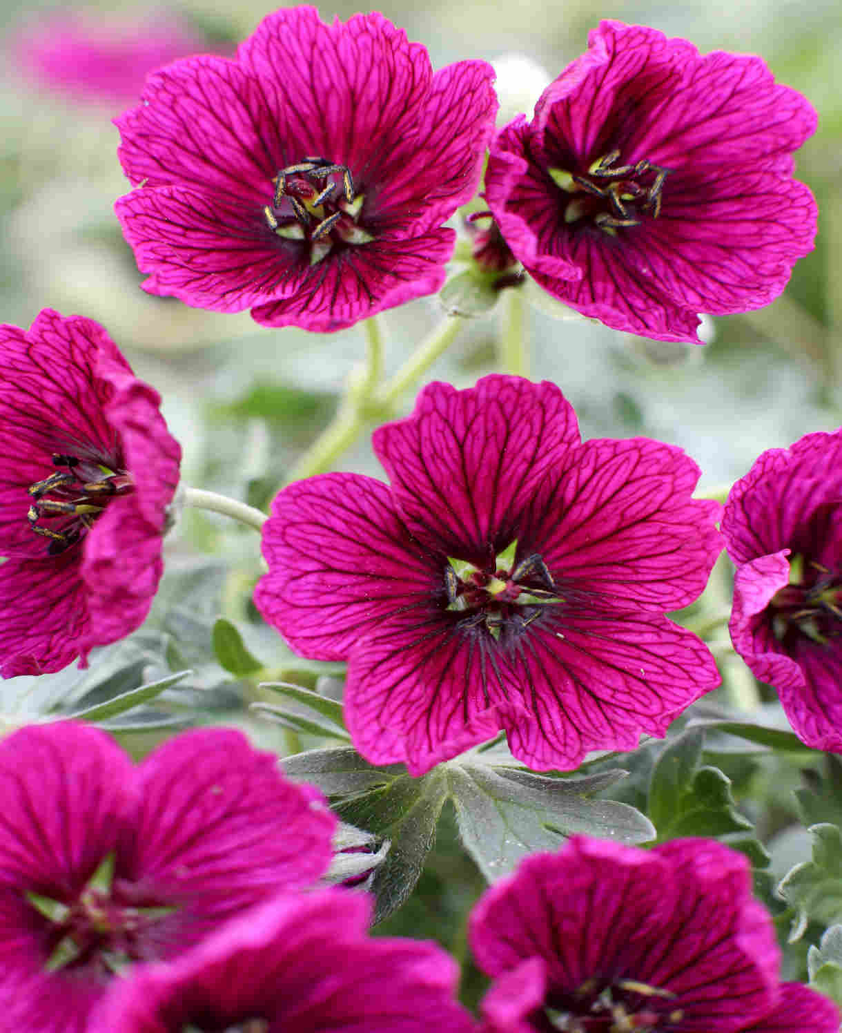 Geranium Cinereum ‘jolly Jewel’  Collection - 9cm Pots | 3 x 9cm | Multi