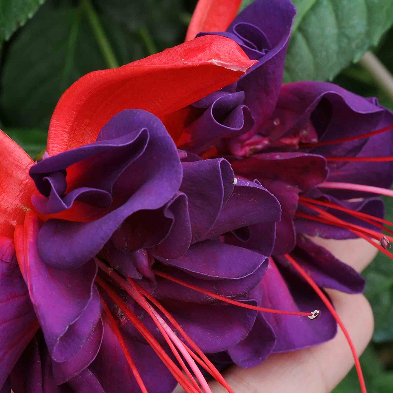 Fuchsia 'southern Belles Voodoo' Double Purple & Red For Hanging Baskets | 6 x Plug Plants | Multi Colour