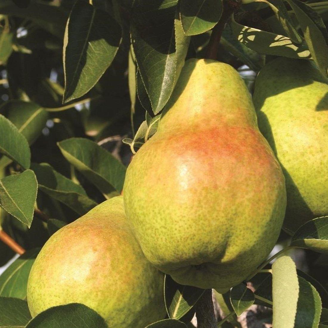 Pyrus Concord Pear Dwarf Patio Fruit Tree 3ft Supplied In A 3 Litre Pot