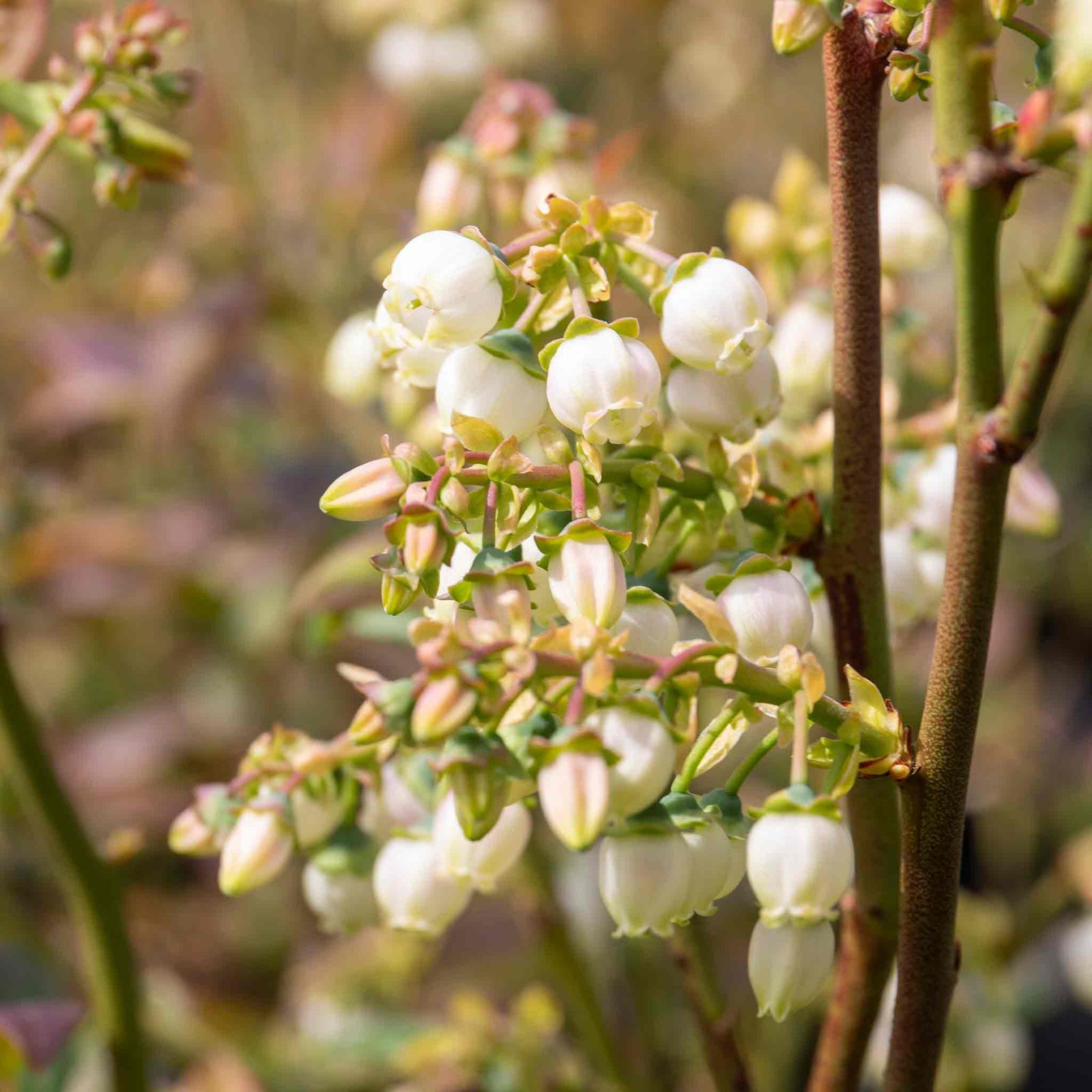 Blueberry Plant 'bluegold' - Late-season Heavy Cropping | 5l