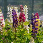 Lupin 'legendary Mix' - Tall Pollinator-friendly Perennial | 24 x Jumbo Plugs | Multi