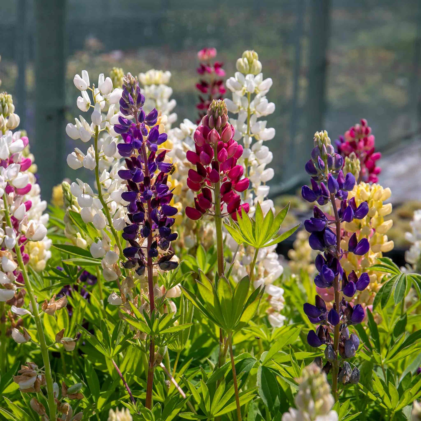 Lupin 'legendary Mix' - Tall Pollinator-friendly Perennial | 3 x Jumbo Plugs | Multi