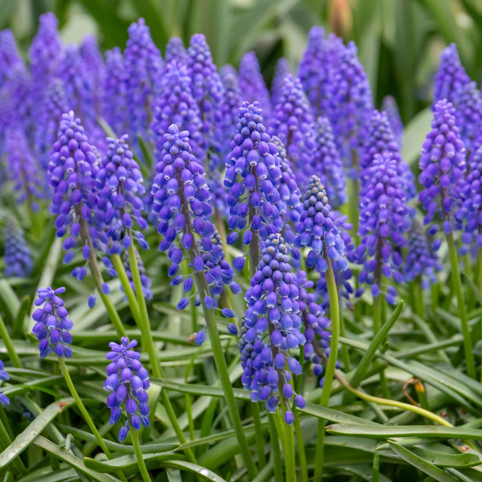 Grape Hyacinth Muscari Armeniacum | 50 x Bulbs | Multi