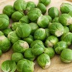 Brussels Sprout 'trafalgar' Plant, 75 Cm | 12 x Garden Ready Plugs | Green