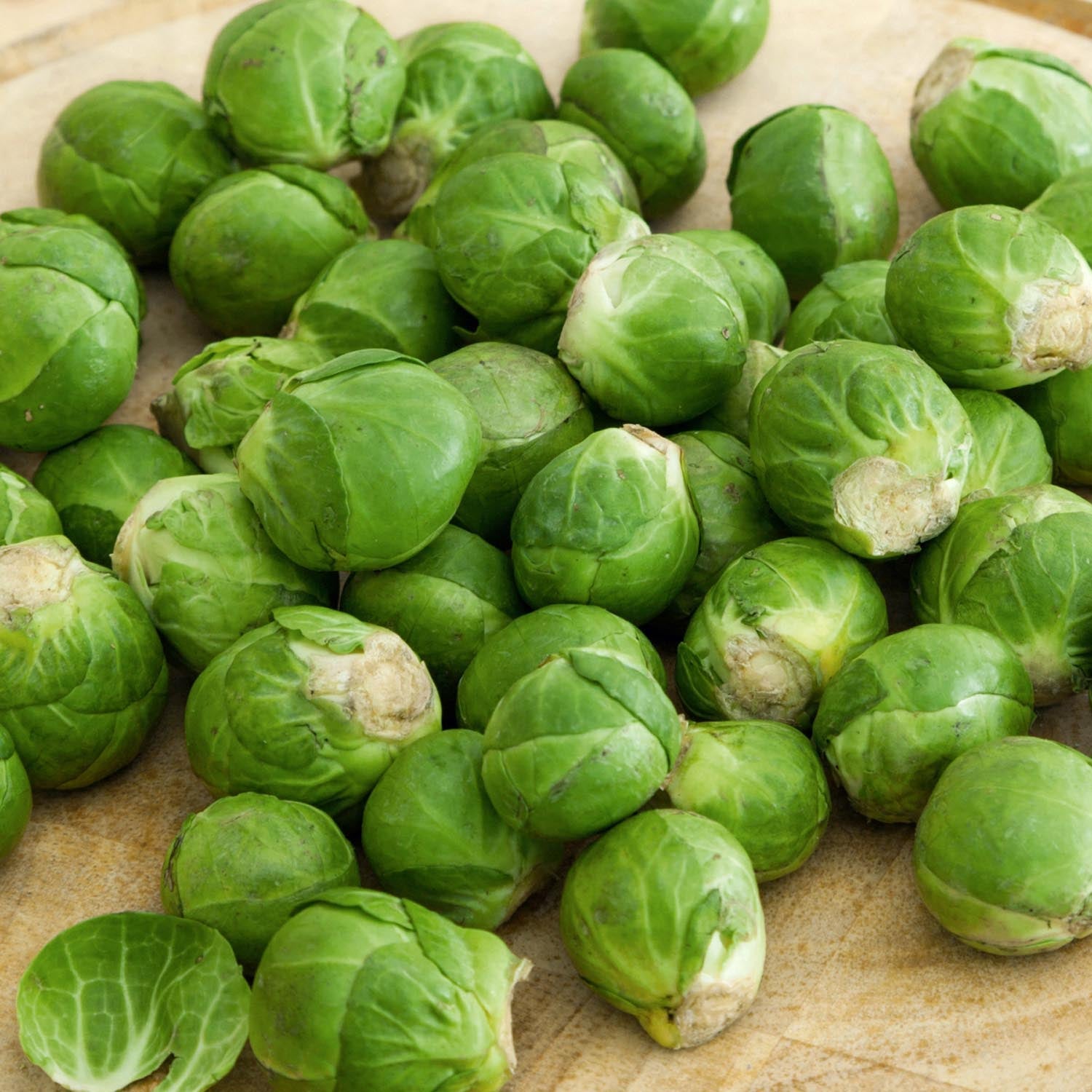 Brussels Sprout 'trafalgar' Plant, 75 Cm | 16 x Pro Grower Plugs | Green