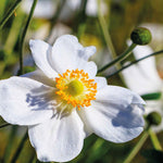 Hayloft Exclusive Late Flowering Anemone Collection - 3 x 9cm pots