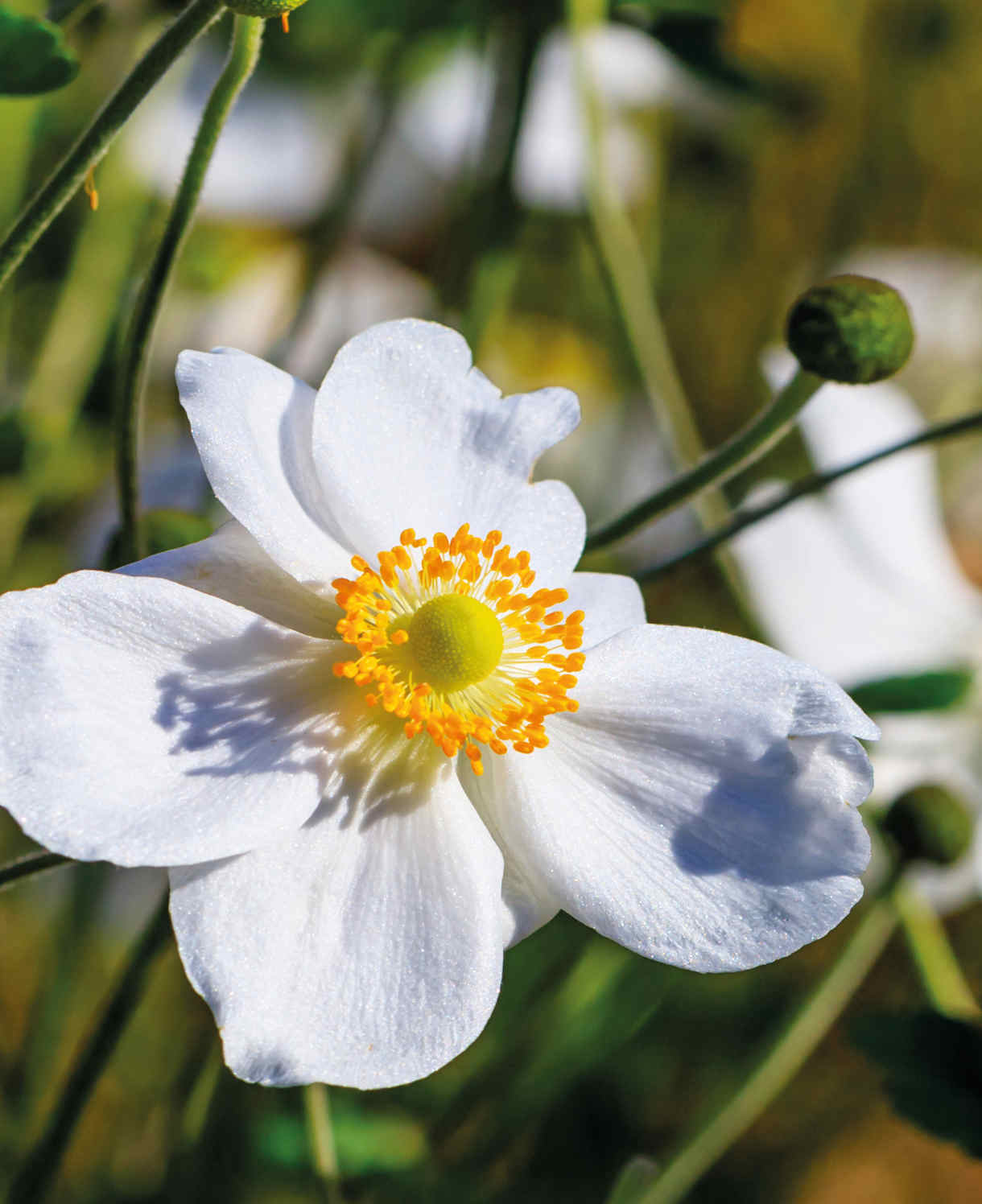 Hayloft Exclusive Late Flowering Anemone Collection - 3 x 9cm pots