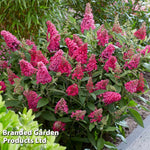Thompson & Morgan Buddleja Butterfly Candy Little Ruby 9cm Pot X 1