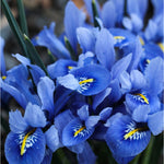 Hayloft Iris Reticulata - 30 x Bulbs