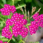 Achillea Millefolium 'cerise Queen' - 9cm Pots | 1 x 9cm | Pink