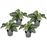 Zebra Plant - 4 Pcs. - Aphelandra Squarrosa 'botanica' - Height 25-45cm - ⌀13cm | Set of 4 | Green