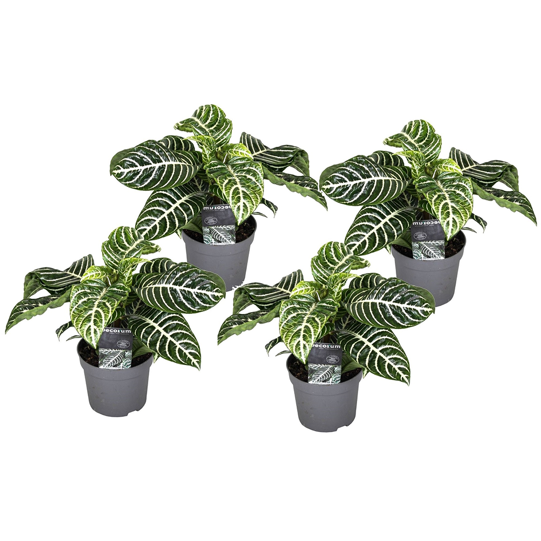 Zebra Plant - 4 Pcs. - Aphelandra Squarrosa 'botanica' - Height 25-45cm - ⌀13cm | Set of 4 | Green