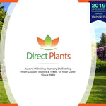 Direct Plants Picea Pungens Edith Blue Colorado Spruce Tree 2.5-3ft Large In A 7.5 Litre Pot