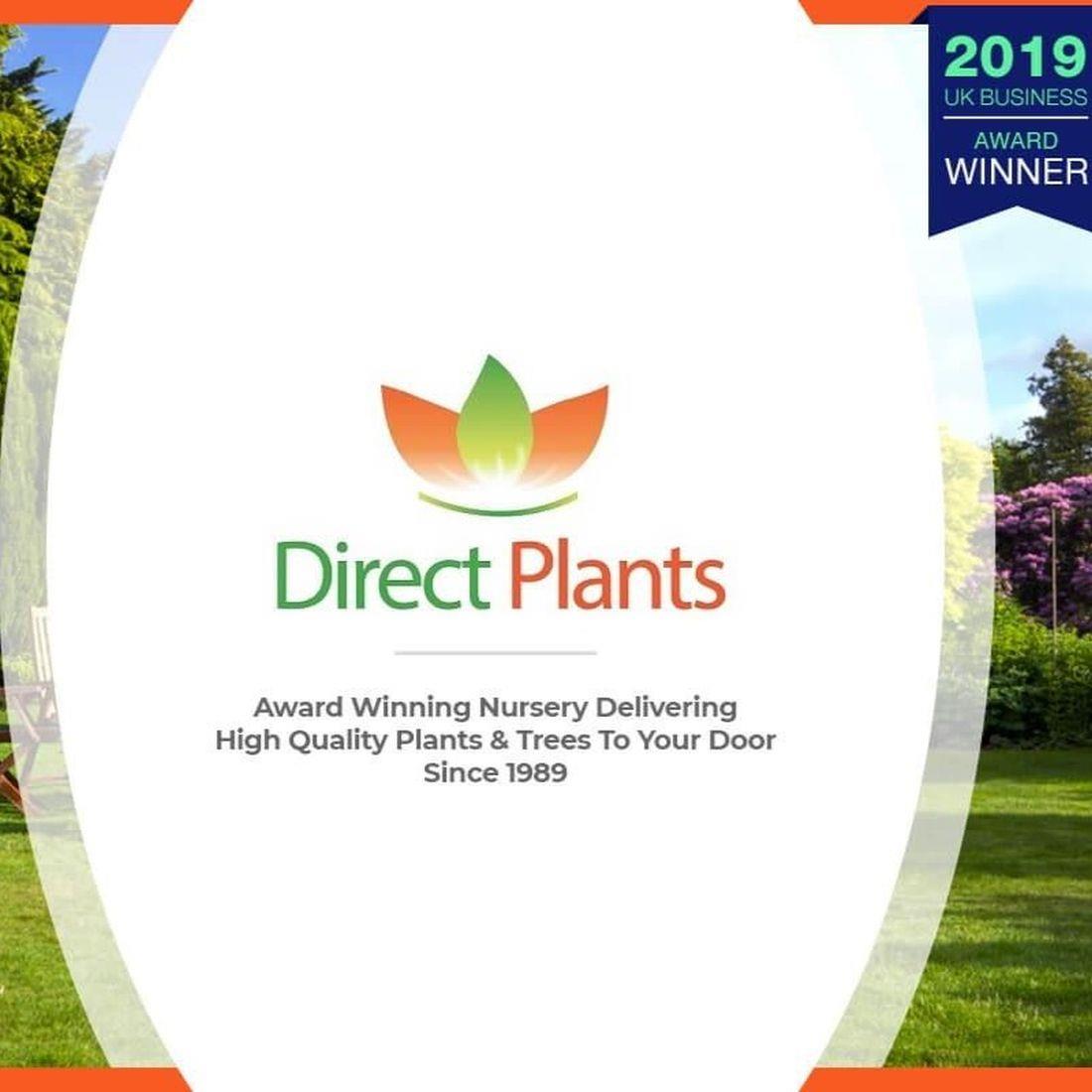 Direct Plants Picea Pungens Edith Blue Colorado Spruce Tree 2.5-3ft Large In A 7.5 Litre Pot