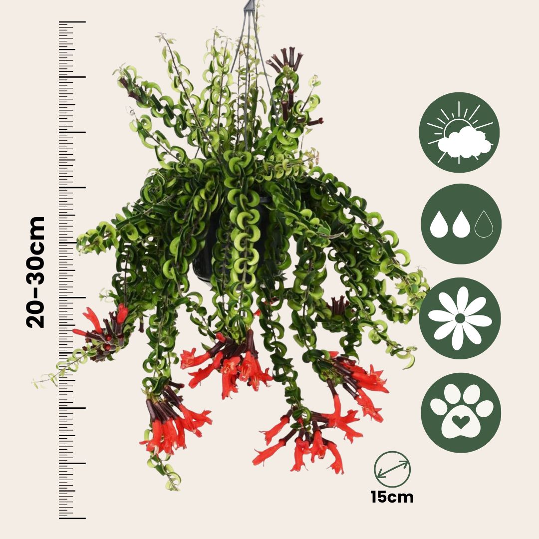 Lipstick Plant - Aeschynanthus Pulcher - Height 20-30cm - ⌀15cm | Set of 1 | Red