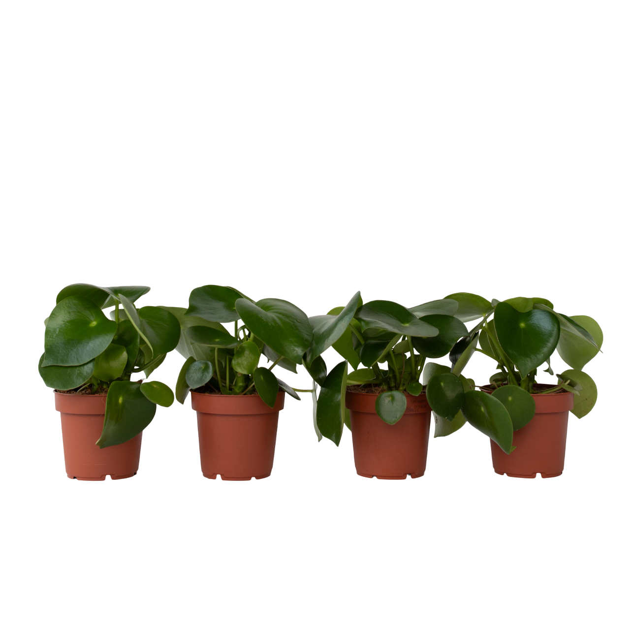 Chinese Money Plant - 4 Pcs. - Peperomia Polybotrya - Height 20-30cm - ⌀12cm | Set of 4 | Green