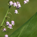 Rose Lily Of The Valley, Convallaria Majalis Rosea - 9cm Pot