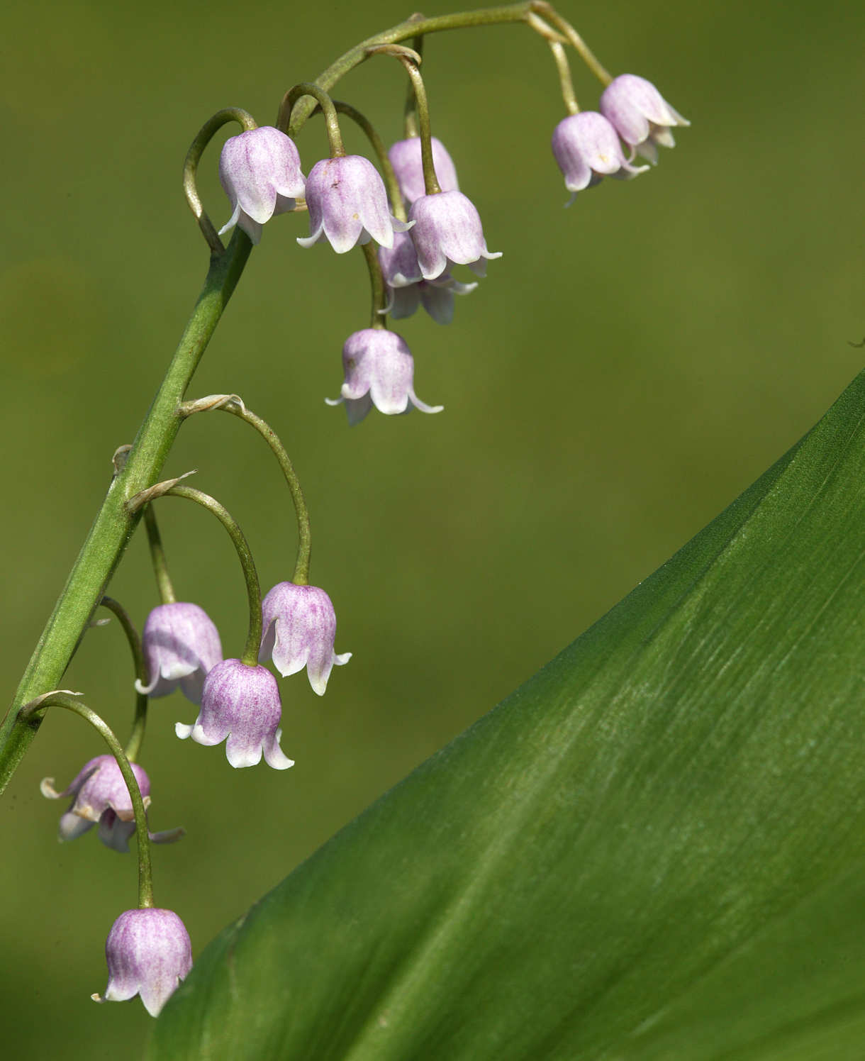 Rose Lily Of The Valley, Convallaria Majalis Rosea - 9cm Pot