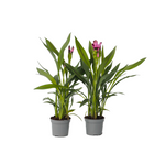 Thai Tulip - 2 Pcs. - Curcuma Alismatifolia 'siam Splash' - H40-60cm - ⌀13cm | Set-of-2 | Pink