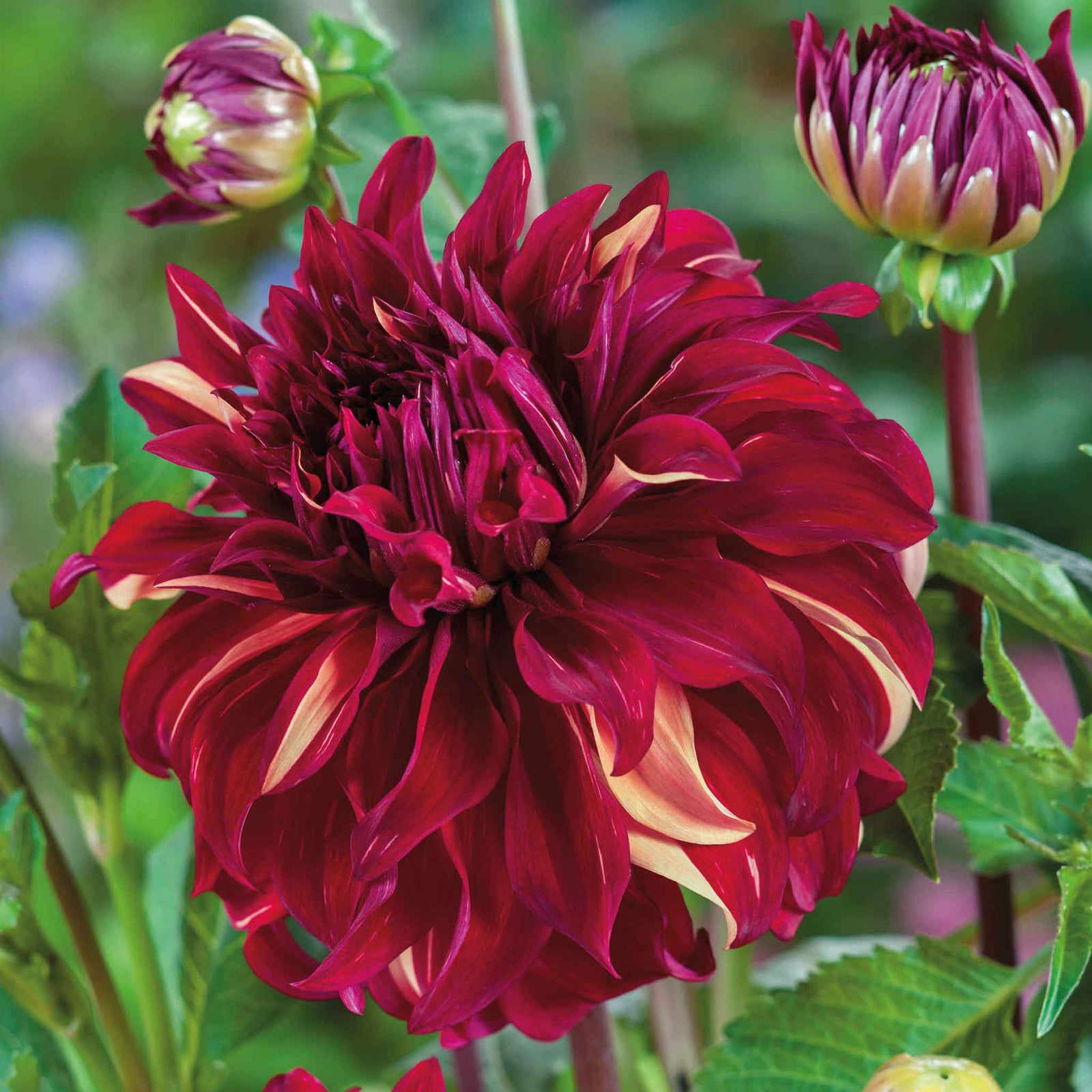 Dahlia Tuber 'bohemian Spartacus' - Dinnerplate Crimson & Cream, 1 X Tuber | 1 x Bulb | Red