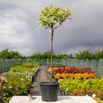 Photinia 'pink Crispy' Half-standard Evergreen | 1 x 3L | Multi