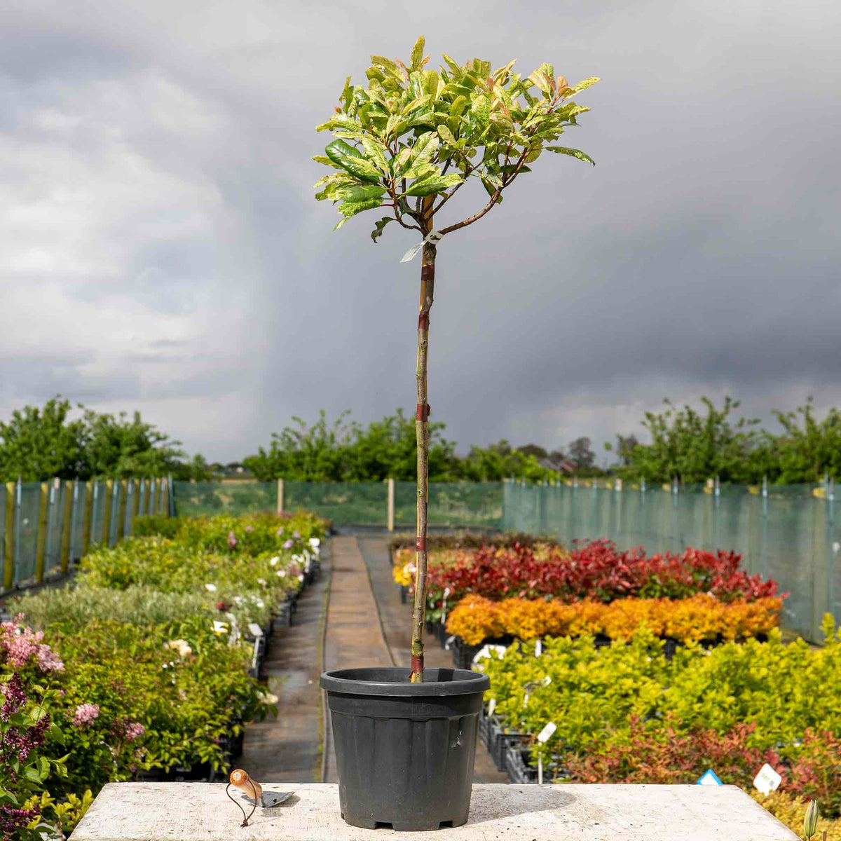 Photinia 'pink Crispy' Half-standard Evergreen | 1 x 3L | Multi