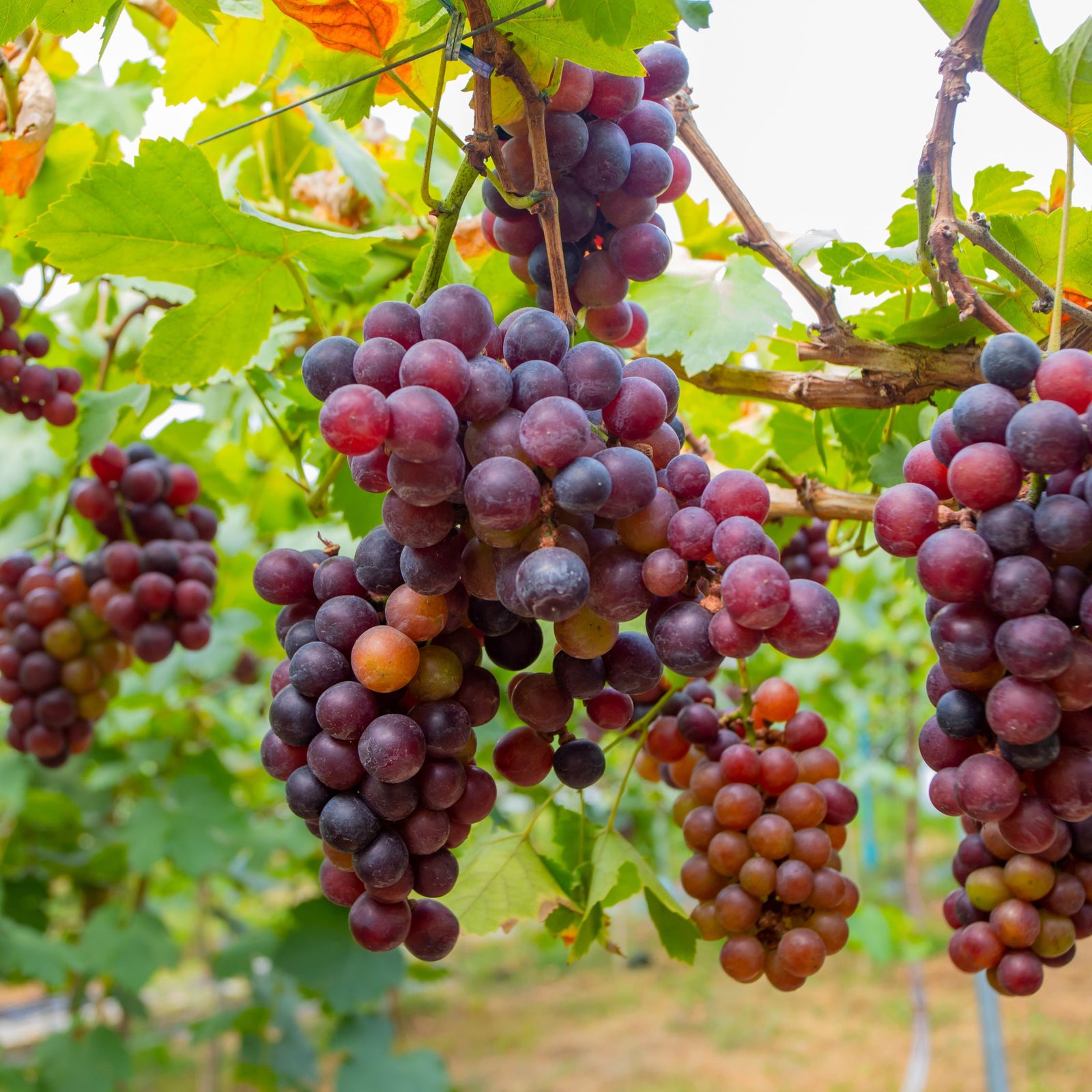 Common Grape Vine - 3 Pcs. - Height 25-40cm - ⌀9cm | Set of 3 | Red