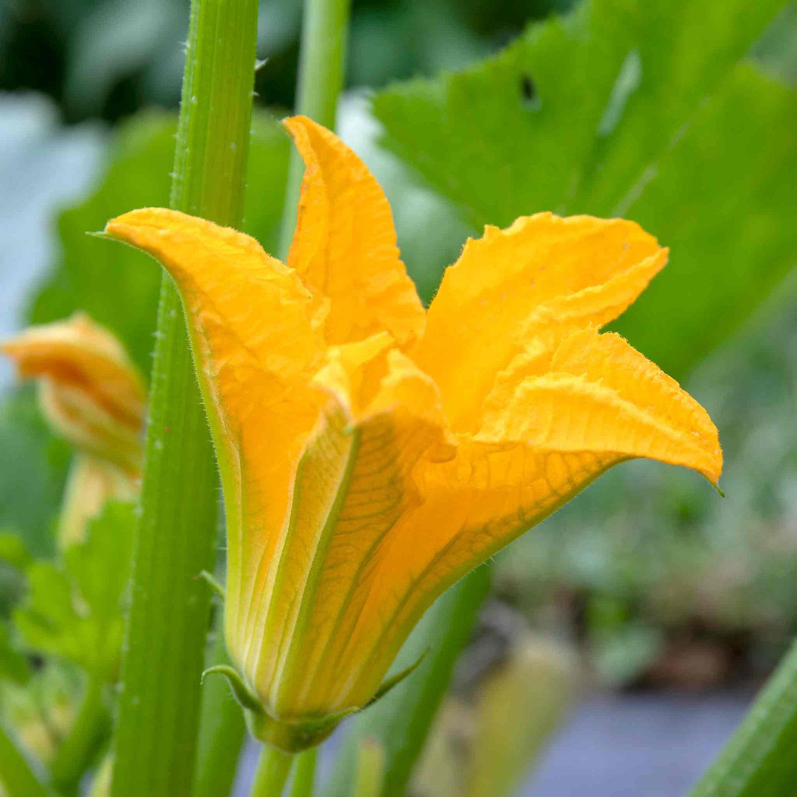 Courgette 'royal Flush' (baby And Marrow Variety) | 6 x Jumbo Plugs | Green