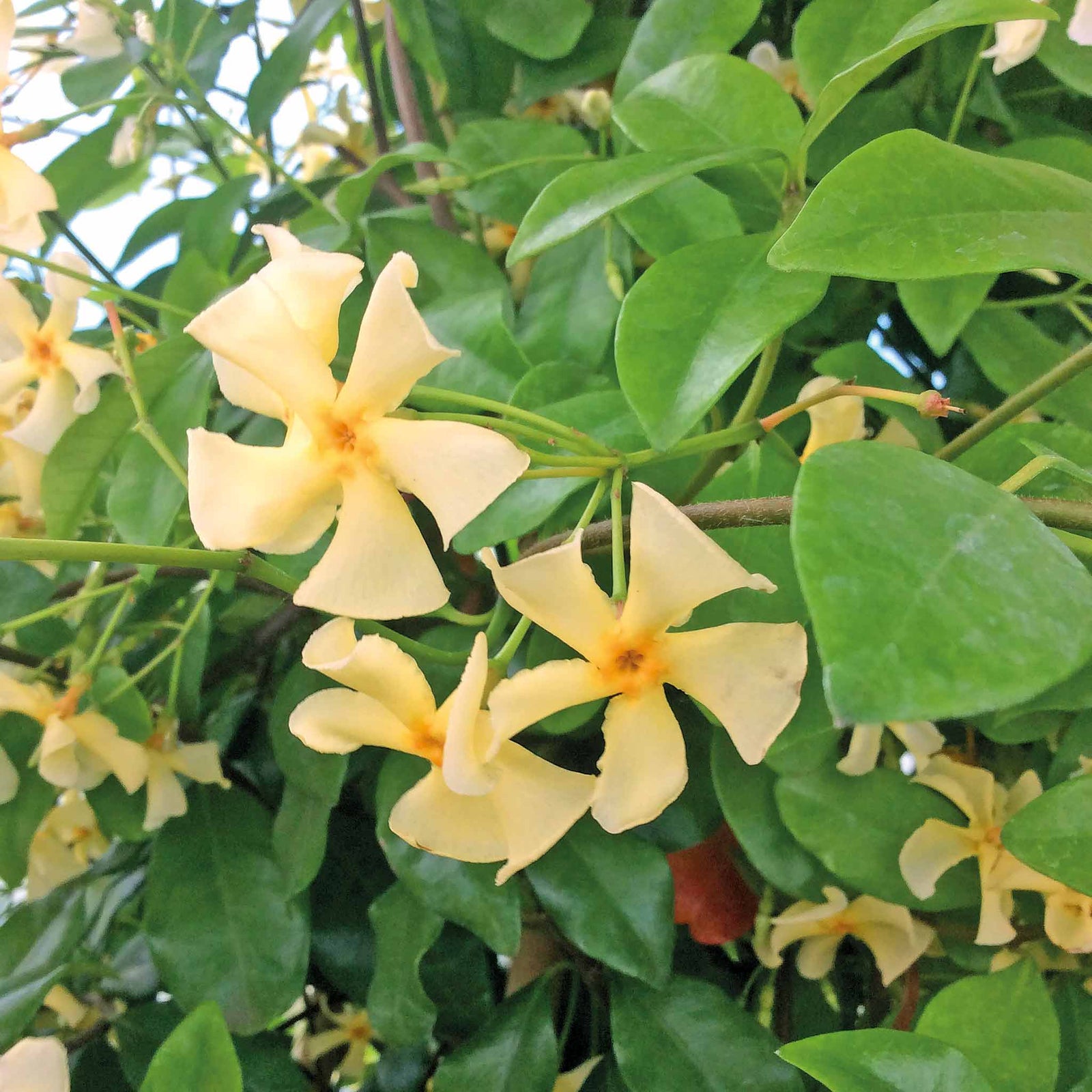 Star Jasmine 'star Of Toscane' - Evergreen Fragrant Climber | 1 x 9cm | Orange & Yellow