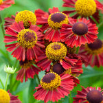 Helenium 'ruby Tuesday' - Plug Plants | 3 x Plug Plants | Red