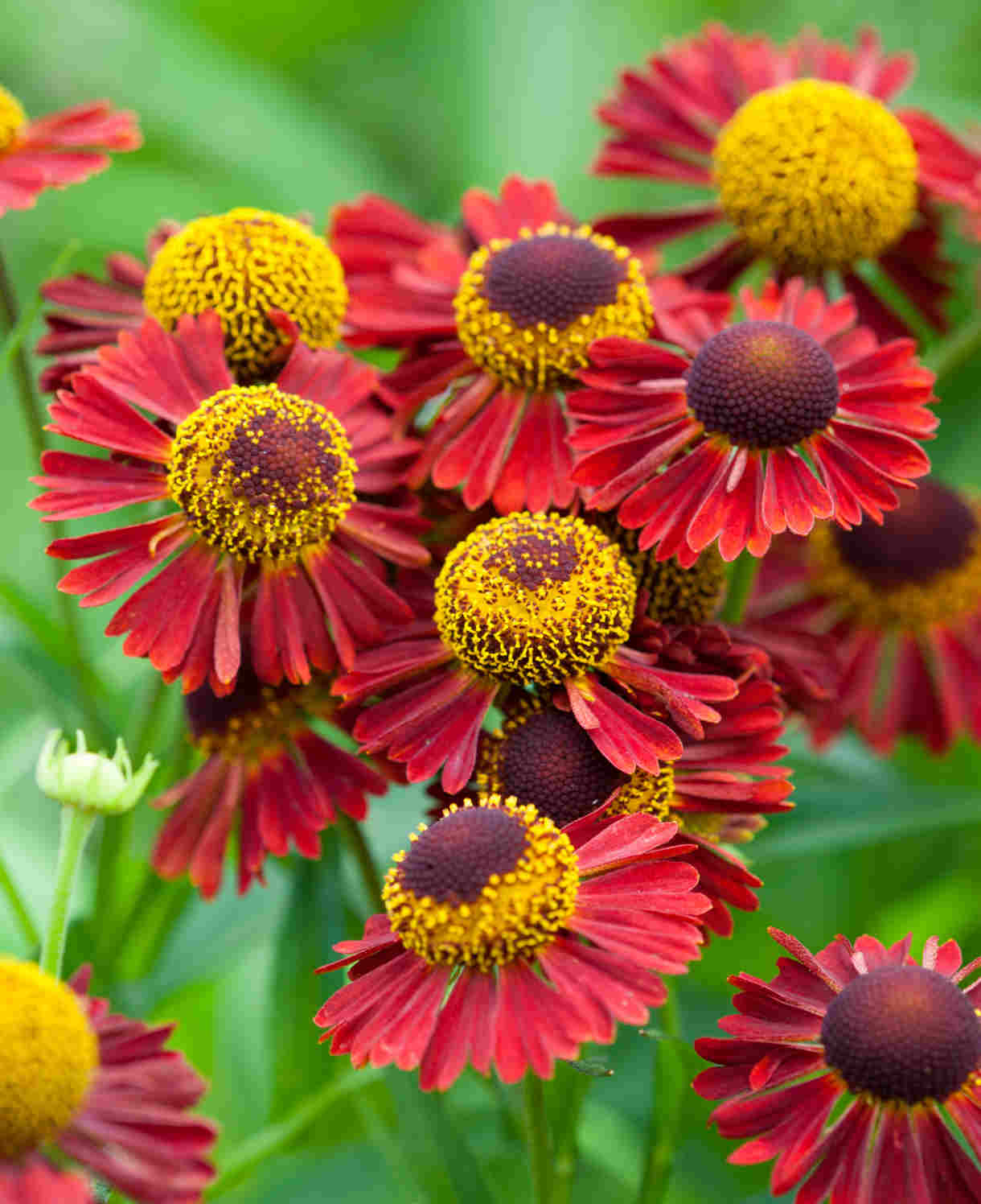 Helenium 'ruby Tuesday' - Plug Plants | 3 x Plug Plants | Red