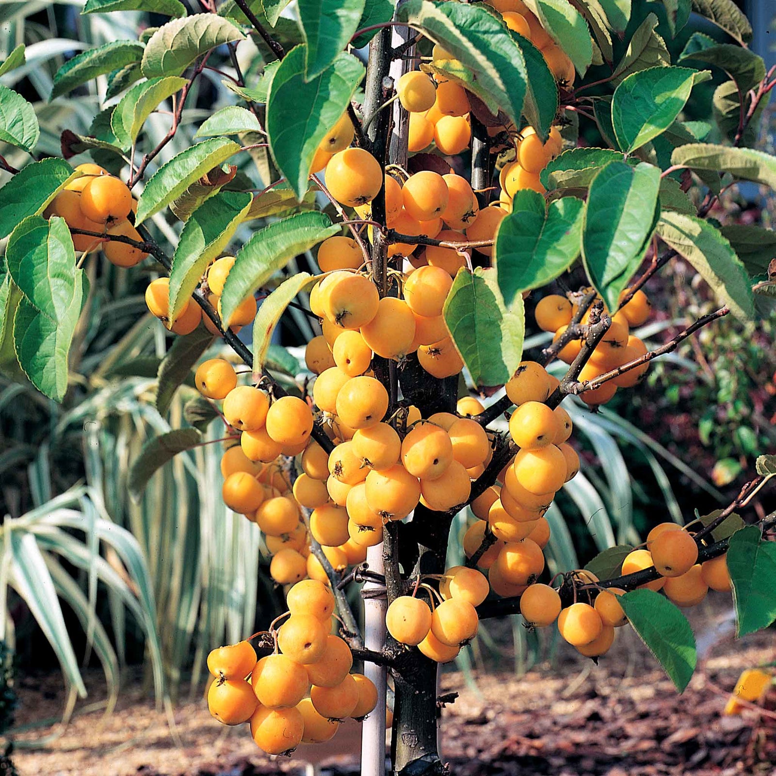 Crab Apple Tree 'golden Hornet' (malus) | 1 x 5L | Light Goldenrod Yellow