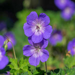 Geranium 'rozanne' - 9cm Pots. | 1 x 9cm | Purple