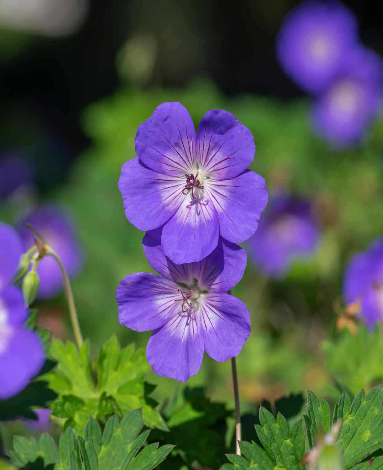 Geranium 'rozanne' - 9cm Pots. | 1 x 9cm | Purple