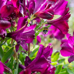 Alstroemeria Inticancha Collection — Bryce, Maya And Paraiso | 3 x Jumbo Plug Plants