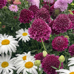 Scabious 'dark Purple Scoop' Deep Purple Perennial, 60–75cm | 12 x Plug Plants | Dark Purple