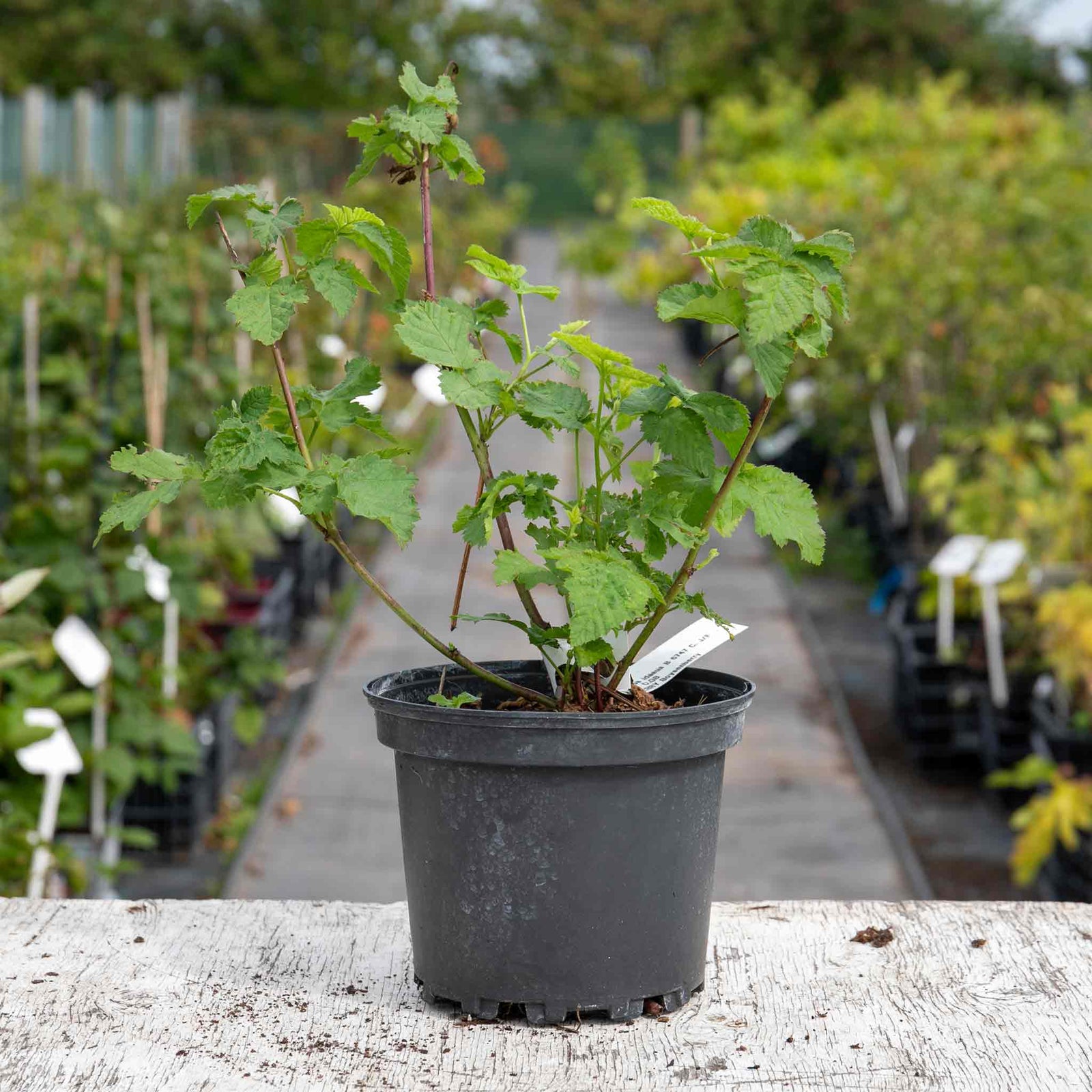 Boysenberry Plant — Drought-tolerant, Container-friendly | 3 x 2L | Purple