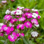 Dianthus 'dash Magician' - Colour-changing Perennial | 3 x 9cm