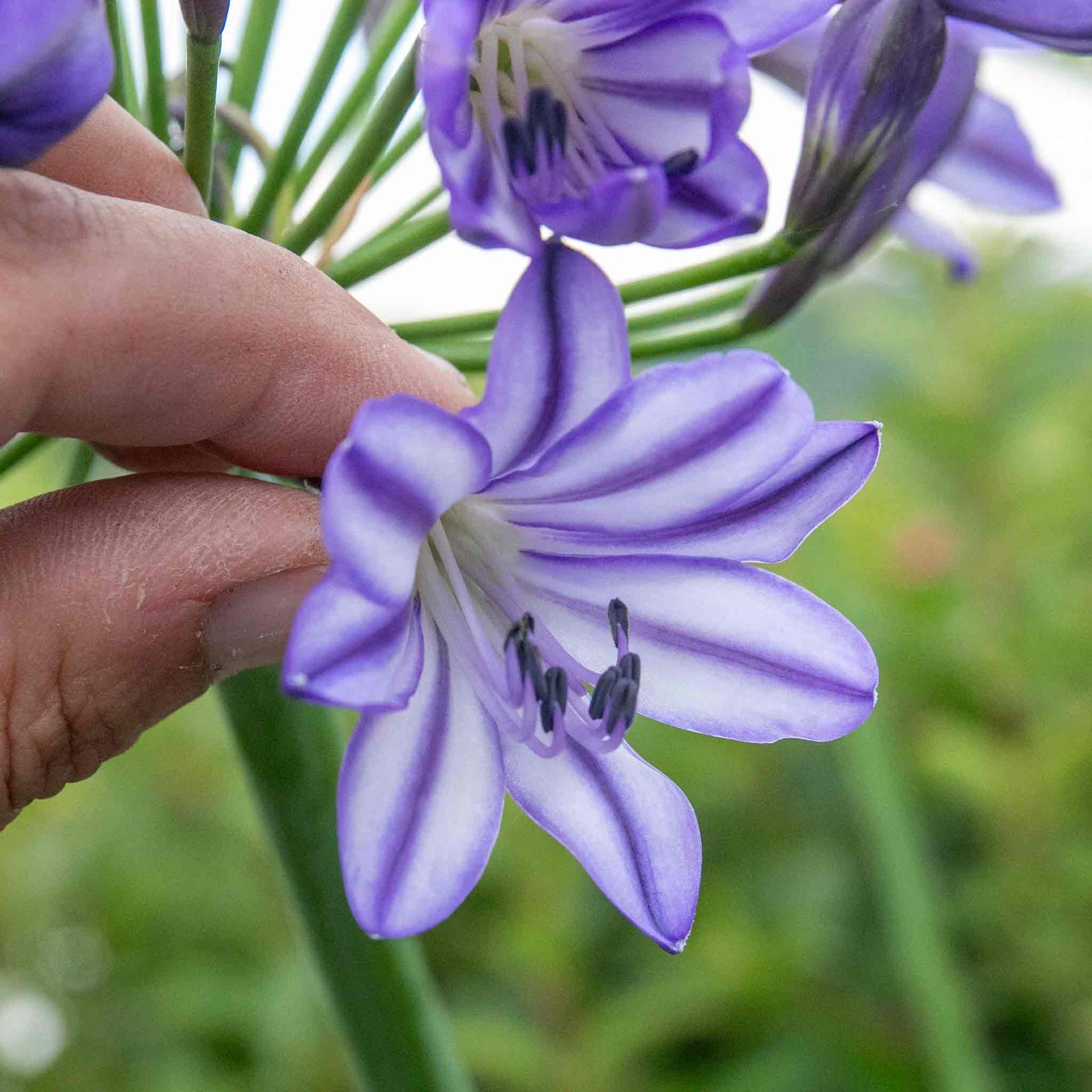 Agapanthus 'poppin Star' Purple Perennial 50cm | 1 x 2L | Purple