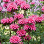 Hayloft Masterful Monarda Collection - 3 x 9cm Pots