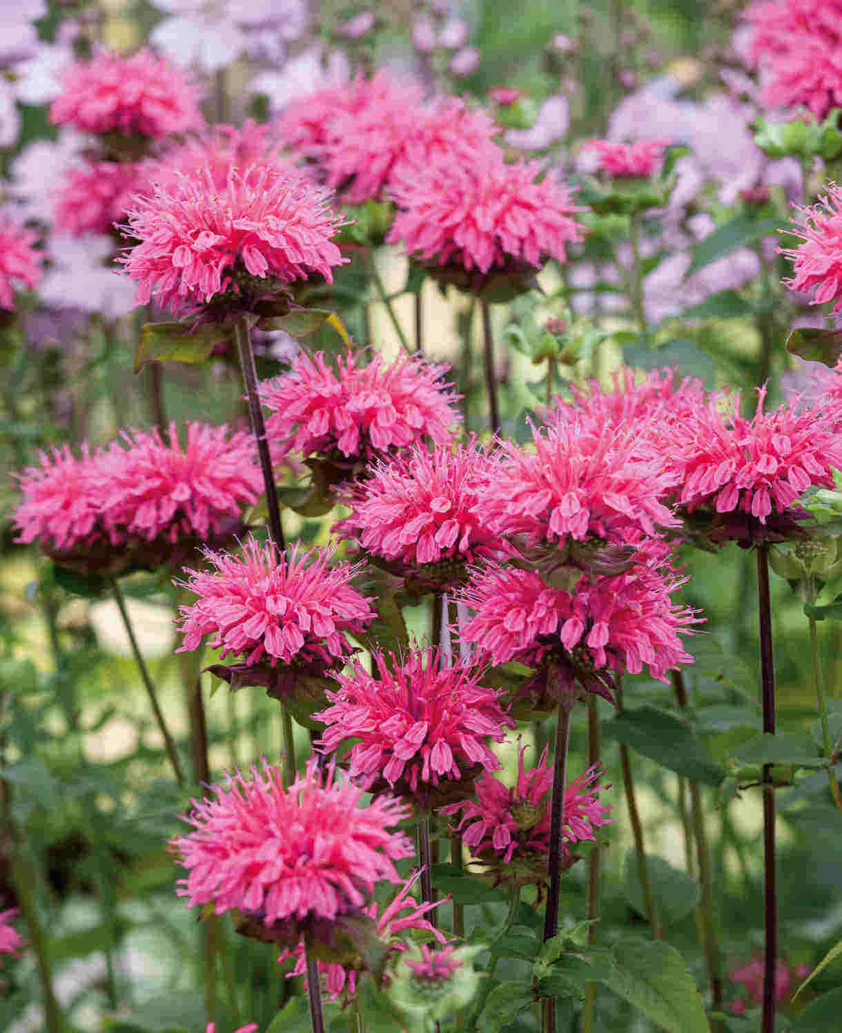 Hayloft Masterful Monarda Collection - 3 x 9cm Pots