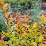 Spiraea Japonica 'firelight' Ornamental Shrub, Pollinator-friendly | 1 x 3L | Green & Pink