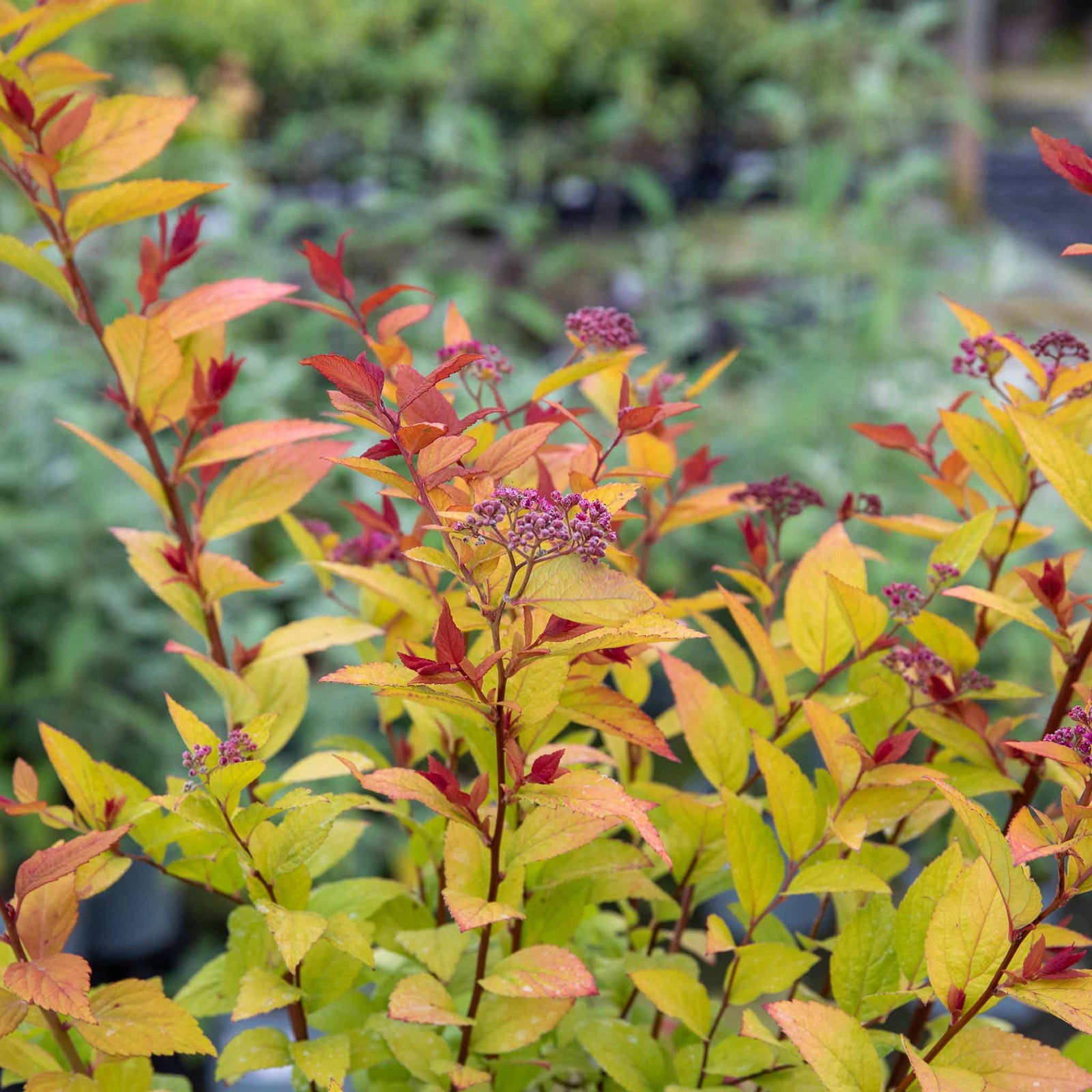 Spiraea Japonica 'firelight' Ornamental Shrub, Pollinator-friendly | 1 x 3L | Green & Pink