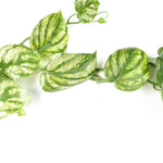 180cm Artificial Hanging Trailing Devil's Ivy Plant
