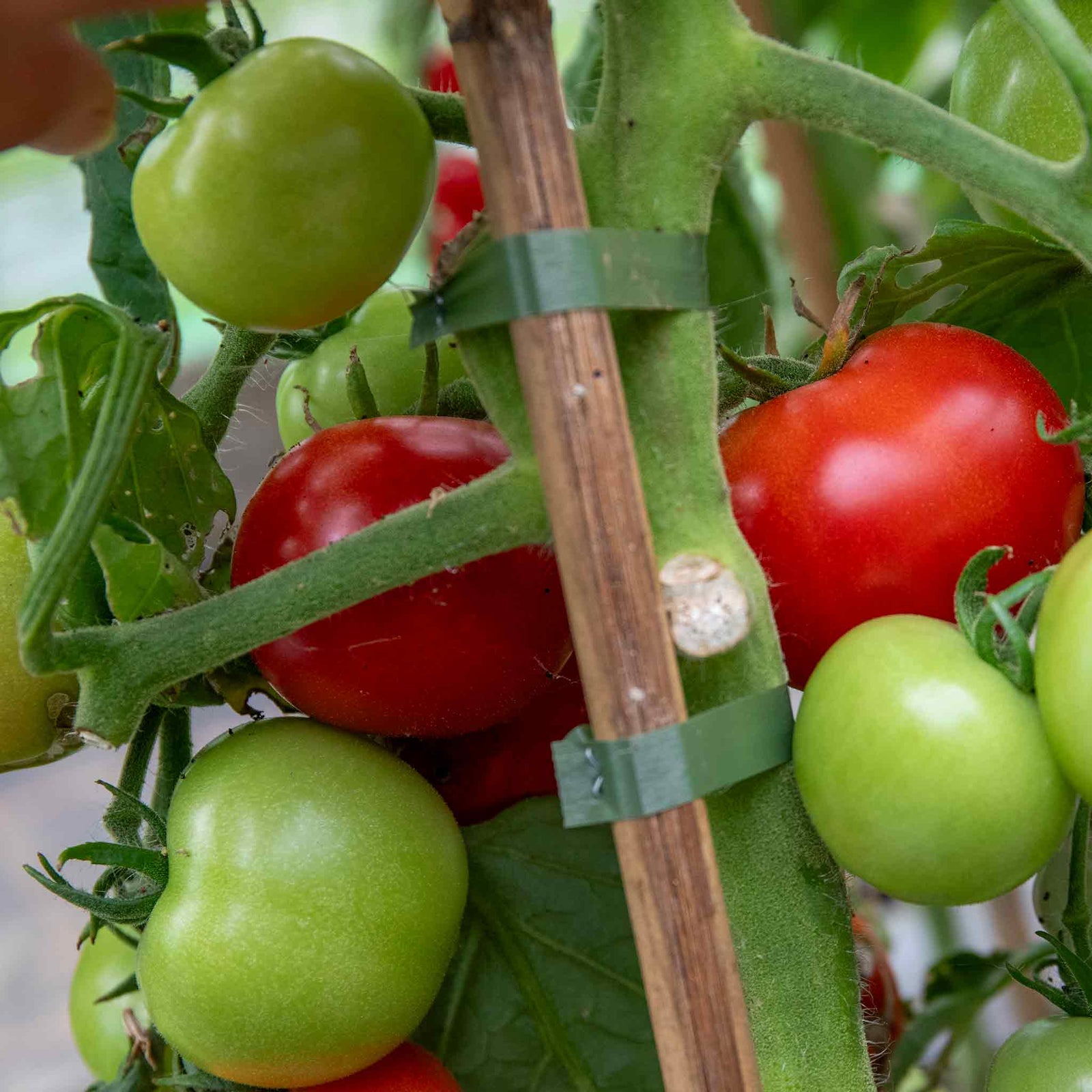 Cordon Tomato Seeds Alicante | Set of 60