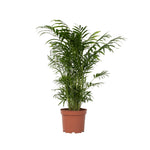 Parlour Palm - Chamaedorea Elegans - Height 50-60cm - ⌀17cm | Set of 1 | Green