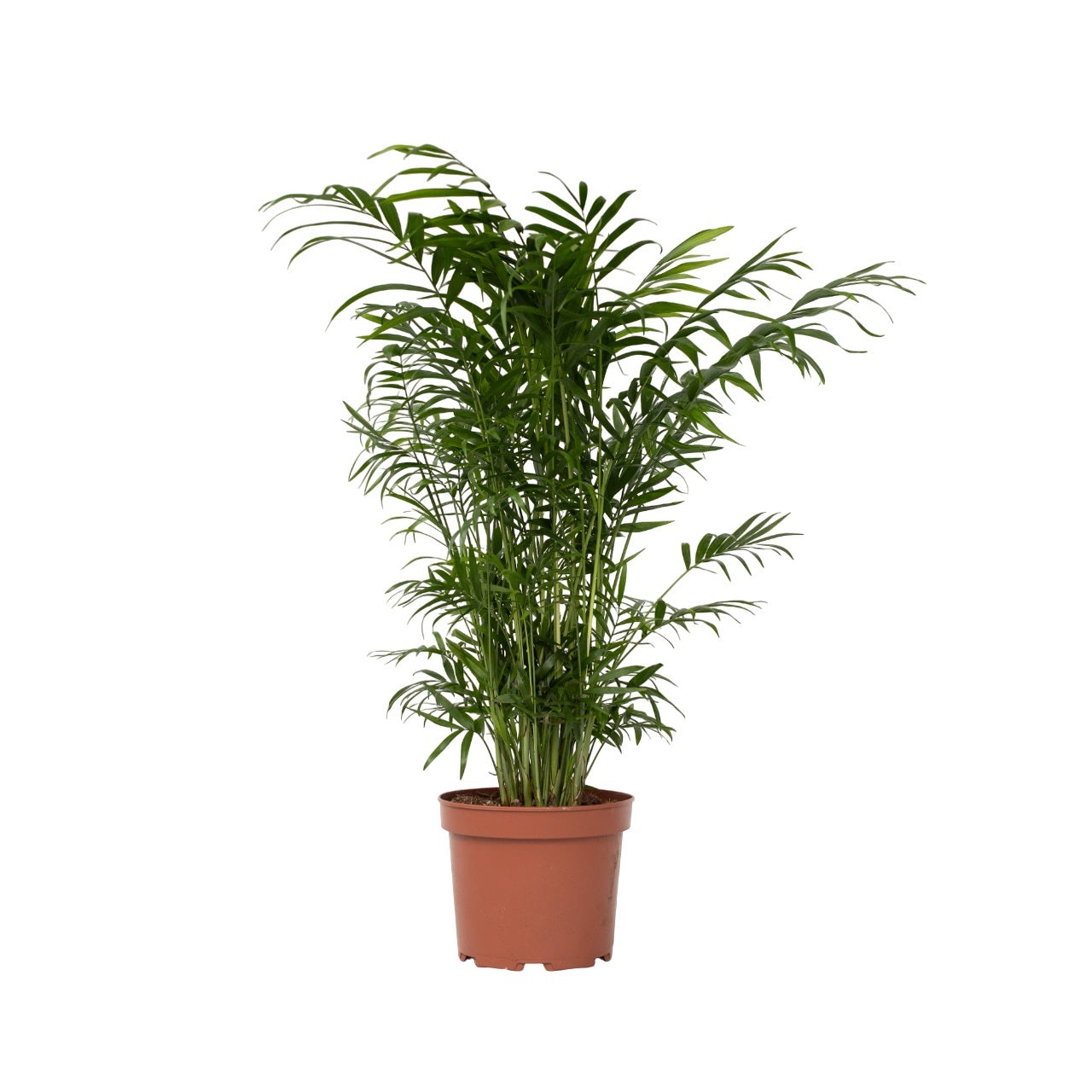 Parlour Palm - Chamaedorea Elegans - Height 50-60cm - ⌀17cm | Set of 1 | Green