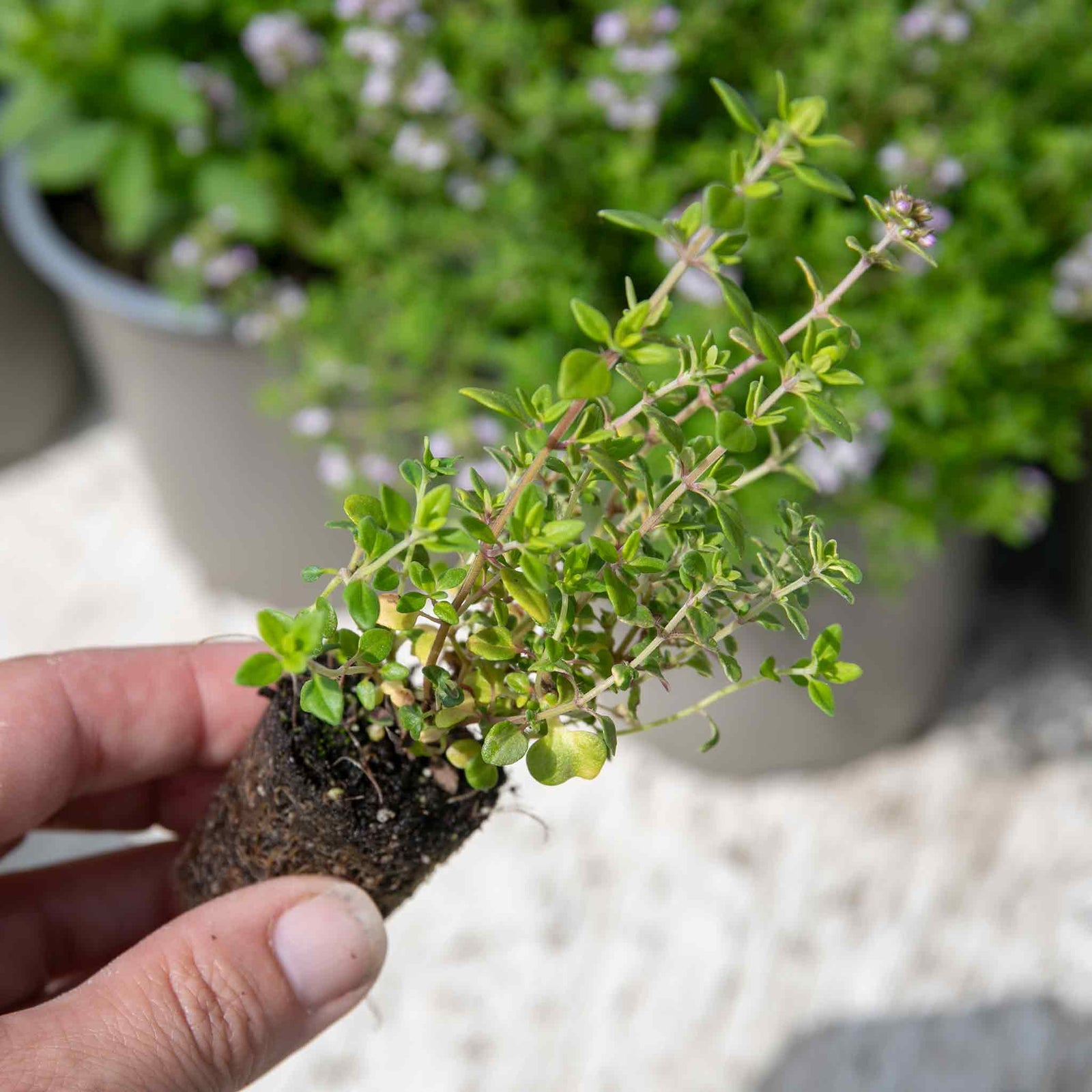 Lemon Thyme – Variegated, Citrus-scented, 50cm | 3 x Plug Plants